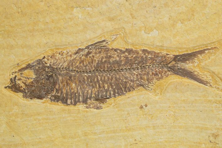 Detailed Fossil Fish (Knightia) - Wyoming #320379